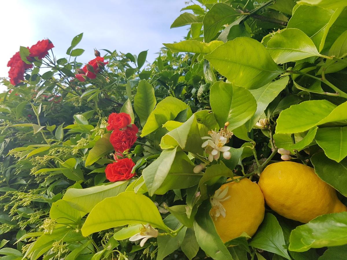 Tenuta Agriturismo Il Risveglio Imperia Exterior foto